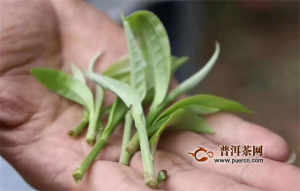 Различия и особенности белого чая в Юньнани и Фуцзяни